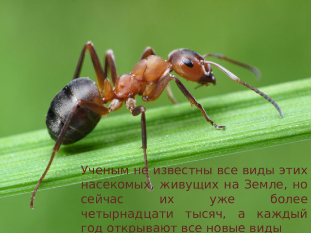 .    Ученым не известны все виды этих насекомых, живущих на Земле, но сейчас их уже более четырнадцати тысяч, а каждый год открывают все новые виды 