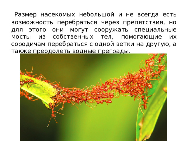   Размер насекомых небольшой и не всегда есть возможность перебраться через препятствия, но для этого они могут сооружать специальные мосты из собственных тел, помогающие их сородичам перебраться с одной ветки на другую, а также преодолеть водные преграды. 