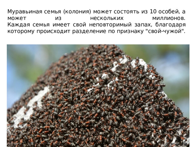 Муравьиная семья (колония) может состоять из 10 особей, а может из нескольких миллионов.  Каждая семья имеет свой неповторимый запах, благодаря которому происходит разделение по признаку 