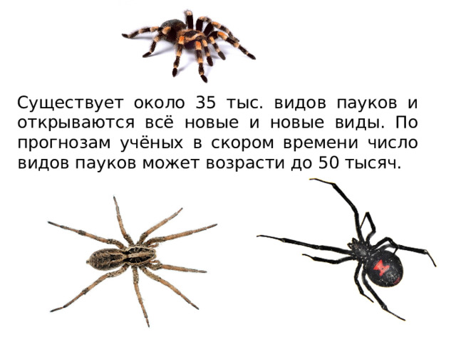 Существует около 35 тыс. видов пауков и открываются всё новые и новые виды. По прогнозам учёных в скором времени число видов пауков может возрасти до 50 тысяч. 