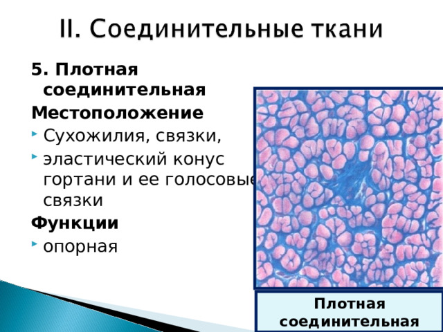 5. Плотная соединительная Местоположение Сухожилия, связки, эластический конус гортани и ее голосовые связки Функции опорная Плотная соединительная 