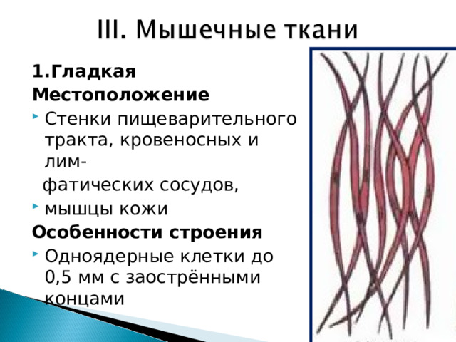 1.Гладкая Местоположение Стенки пищеварительного тракта, кровеносных и лим-  фатических сосудов, мышцы кожи Особенности строения Одноядерные клетки до 0,5 мм с заострёнными концами 