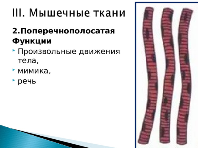 2.Поперечнополосатая Функции Произвольные движения тела, мимика, речь   
