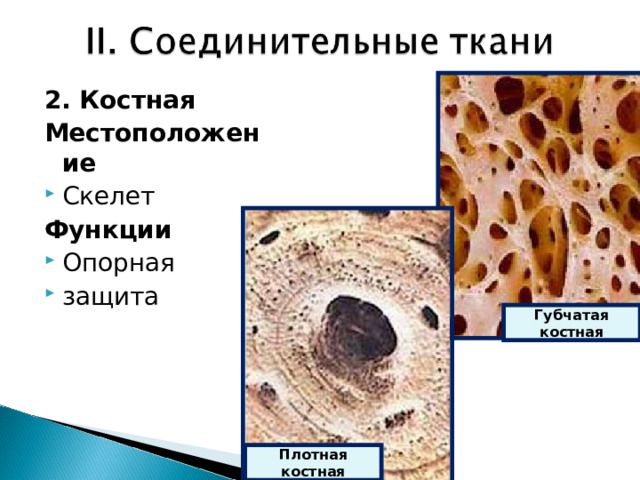 2. Костная Местоположение Скелет Функции Опорная защита Губчатая костная Плотная костная 