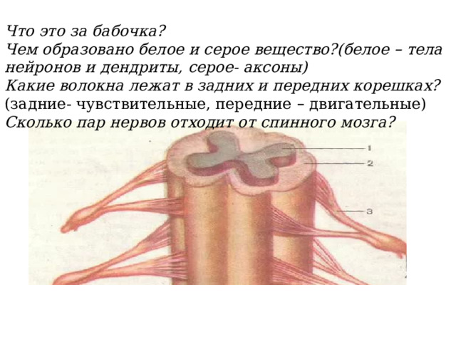 Что это за бабочка? Чем образовано белое и серое вещество?(белое – тела нейронов и дендриты, серое- аксоны) Какие волокна лежат в задних и передних корешках? (задние- чувствительные, передние – двигательные) Сколько пар нервов отходит от спинного мозга?  