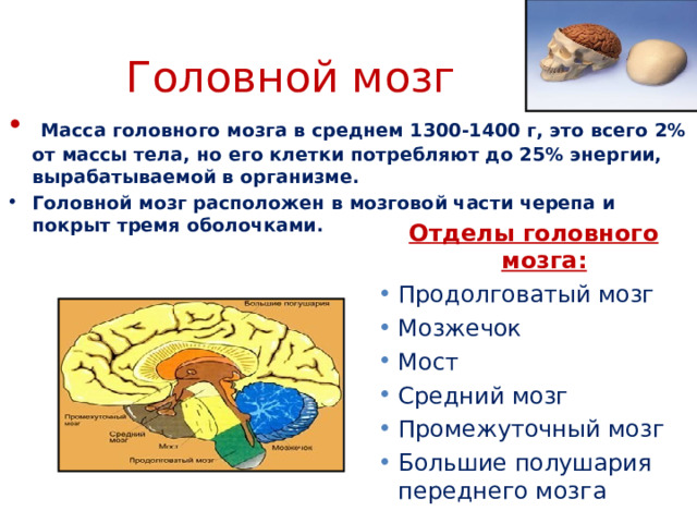 Головной мозг  Масса головного мозга в среднем 1300-1400 г, это всего 2% от массы тела, но его клетки потребляют до 25% энергии, вырабатываемой в организме. Головной мозг расположен в мозговой части черепа и покрыт тремя оболочками.  Отделы головного мозга: Продолговатый мозг Мозжечок Мост Средний мозг Промежуточный мозг  Большие полушария переднего мозга 