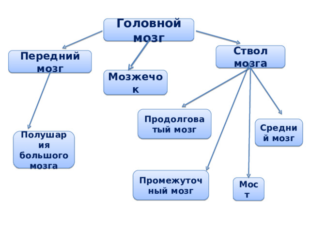 Головной мозг Ствол мозга Передний мозг Мозжечок Продолговатый мозг Средний мозг Полушария большого мозга Промежуточный мозг Мост 