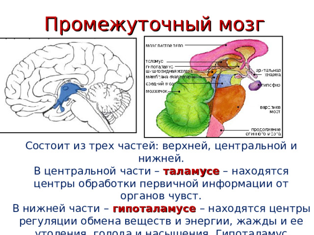 Промежуточный мозг Состоит из трех частей: верхней, центральной и нижней. В центральной части – таламусе – находятся центры обработки первичной информации от органов чувст. В нижней части – гипоталамусе – находятся центры регуляции обмена веществ и энергии, жажды и ее утоления, голода и насыщения. Гипоталамус контролирует гомеостаз. 