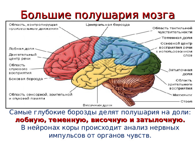 Большие полушария мозга Самые глубокие борозды делят полушария на доли: лобную, теменную, височную и затылочную. В нейронах коры происходит анализ нервных импульсов от органов чувств. 