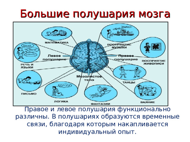 Большие полушария мозга Правое и левое полушария функционально различны. В полушариях образуются временные связи, благодаря которым накапливается индивидуальный опыт. 