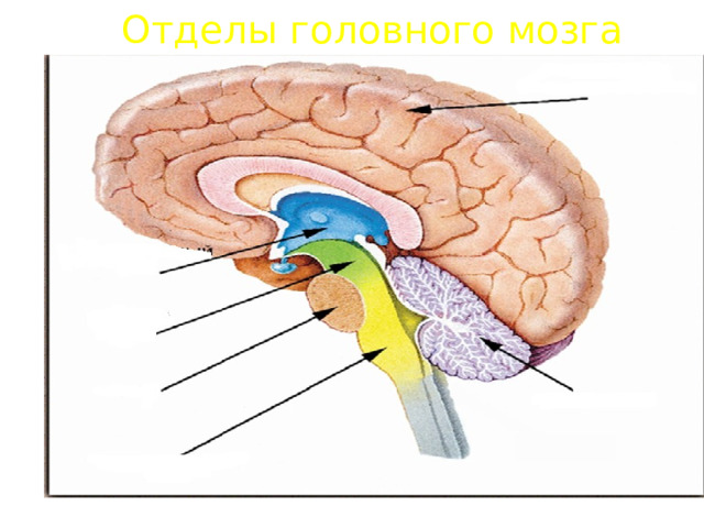 Отделы головного мозга 