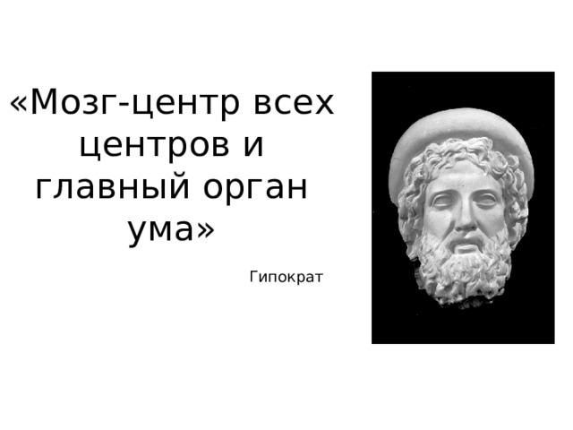 «Мозг-центр всех центров и главный орган ума»      Гипократ 