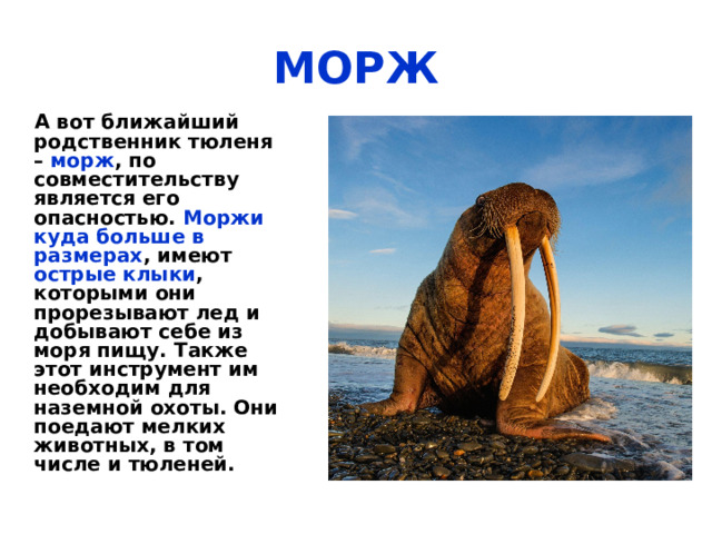 МОРЖ  Этот морской великан – неутомимый и быстрый пловец. Загребая ластами, он мчится как торпеда. Несколько суток морж может вообще не вылезать из воды. В воде он отдыхает и даже спит. Надует горловые мешки и – как в спасательном жилете – держится около поверхности, над водой лишь усатая морда торчит. И ледяная вода его не пугает, ведь одного подкожного жира у моржа – полтонны! 