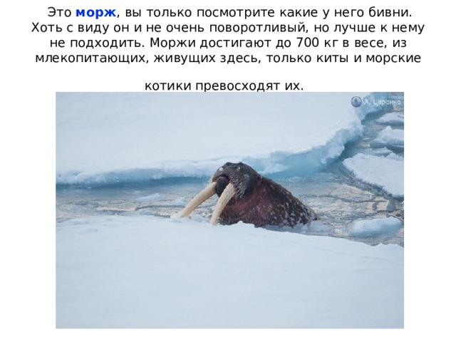 МОРЖ  А вот ближайший родственник тюленя – морж , по совместительству является его опасностью. Моржи куда больше в размерах , имеют острые клыки , которыми они прорезывают лед и добывают себе из моря пищу. Также этот инструмент им необходим для наземной охоты. Они поедают мелких животных, в том числе и тюленей. 