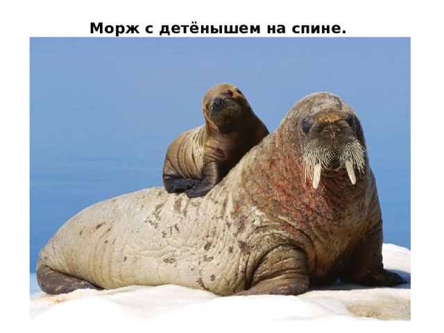   Это морж , вы только посмотрите какие у него бивни. Хоть с виду он и не очень поворотливый, но лучше к нему не подходить. Моржи достигают до 700 кг в весе, из млекопитающих, живущих здесь, только киты и морские котики превосходят их.  