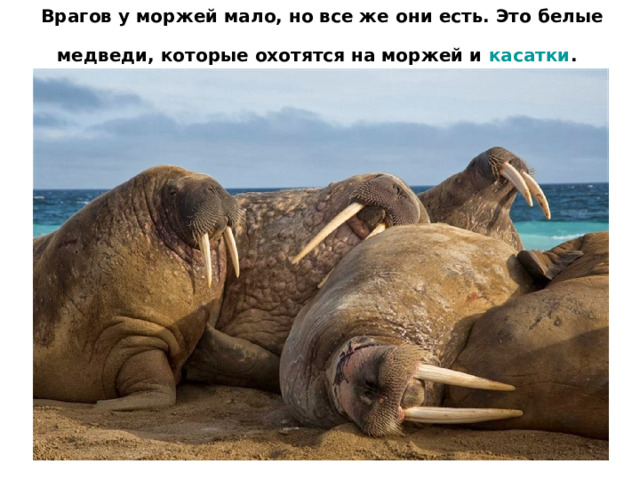 Морж с детёнышем на спине.  
