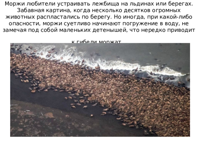 МОРЖ Такому толстяку нужно много пищи. Еду он добывает на дне океана. Ныряя, вспахивает его мощными клыками-бивнями и собирает всплывших моллюсков, рачков, червей. В воде морж бесстрашен. Там его клыки – грозное оружие: с ними он может и белого медведя одолеть! Бивни помогают моржу и по льду передвигаться. Зацепится он ими за трещину и ползет, переваливаясь. А на лежбищах, которые моржи устраивают обычно на толстых льдинах, эти увальни похожи на огромные валуны. Но в схватке за самок они сильны и опасны. Особенно для малышей, которых могут просто нечаянно раздавить. Поэтому мать, как может, оберегает единственного детеныша, да и чужих моржат защищает как собственных. 