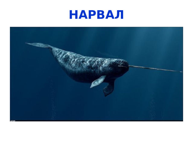 Моржи любители устраивать лежбища на льдинах или берегах. Забавная картина, когда несколько десятков огромных животных распластались по берегу. Но иногда, при какой-либо опасности, моржи суетливо начинают погружение в воду, не замечая под собой маленьких детенышей, что нередко приводит к гибели моржат.  