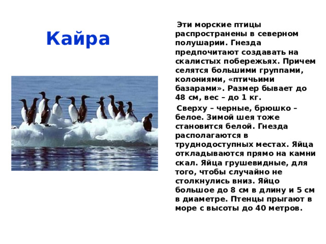  Гагара    Это водоплавающие птицы. Есть 5 видов гагар. Остроконечный клюв, длинное тело до 90 см, размах крыльев до 150 см, масса до 6 кг. Самцы и самки внешне одинаковые. Брюшко – белое, а верх черный с белыми вкраплениями или серовато-бурый. На голове природой нарисован отличительный для каждого вида рисунок. У белоклювой и подярной гагары предостерегающий крик напоминает истерический, визгливый смех. Поэтому есть поговорка - «Полоумный, как гагара». 