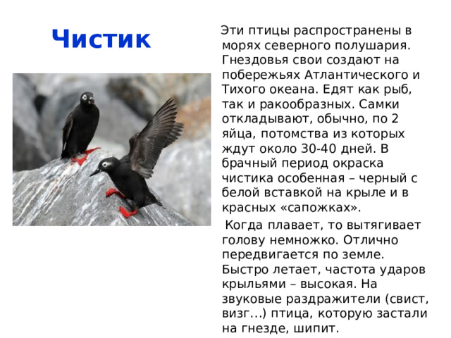  Эти морские птицы распространены в северном полушарии. Гнезда предпочитают создавать на скалистых побережьях. Причем селятся большими группами, колониями, «птичьими базарами». Размер бывает до 48 см, вес – до 1 кг.  Сверху – черные, брюшко – белое. Зимой шея тоже становится белой. Гнезда располагаются в труднодоступных местах. Яйца откладываются прямо на камни скал. Яйца грушевидные, для того, чтобы случайно не столкнулись вниз. Яйцо большое до 8 см в длину и 5 см в диаметре. Птенцы прыгают в море с высоты до 40 метров.  Кайра   