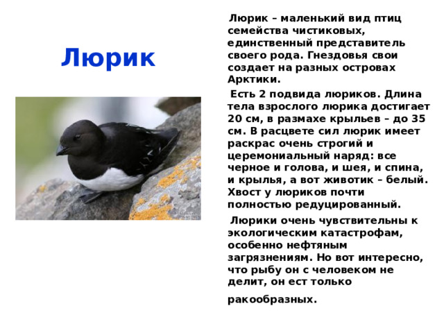  Чистик    Эти птицы распространены в морях северного полушария. Гнездовья свои создают на побережьях Атлантического и Тихого океана. Едят как рыб, так и ракообразных. Самки откладывают, обычно, по 2 яйца, потомства из которых ждут около 30-40 дней. В брачный период окраска чистика особенная – черный с белой вставкой на крыле и в красных «сапожках».  Когда плавает, то вытягивает голову немножко. Отлично передвигается по земле. Быстро летает, частота ударов крыльями – высокая. На звуковые раздражители (свист, визг…) птица, которую застали на гнезде, шипит. 