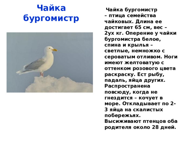  Люрик – маленький вид птиц семейства чистиковых, единственный представитель своего рода. Гнездовья свои создает на разных островах Арктики.  Есть 2 подвида люриков. Длина тела взрослого люрика достигает 20 см, в размахе крыльев – до 35 см. В расцвете сил люрик имеет раскрас очень строгий и церемониальный наряд: все черное и голова, и шея, и спина, и крылья, а вот животик – белый. Хвост у люриков почти полностью редуцированный.  Люрики очень чувствительны к экологическим катастрофам, особенно нефтяным загрязнениям. Но вот интересно, что рыбу он с человеком не делит, он ест только ракообразных.   Люрик   