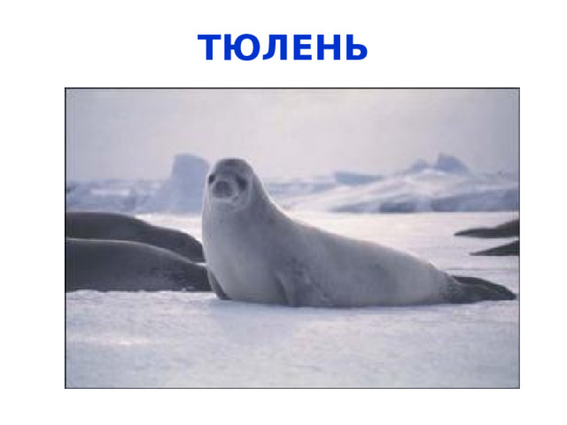Белые медведи  Самые яркие животные зоны арктических пустынь – это полярные медведи . Они имеют исключительно белый окрас и плотную шерсть, что позволяет им переживать жуткий холод как на суше,  так и под водой, которая просто ледяная. Помимо того что медведь является королем Арктики, он тут еще и самый опасный хищник . Поедает наземных животных и млекопитающих, которые мельче его по размерам. Также он опасен для рыб и животных, которые обитают в море.  