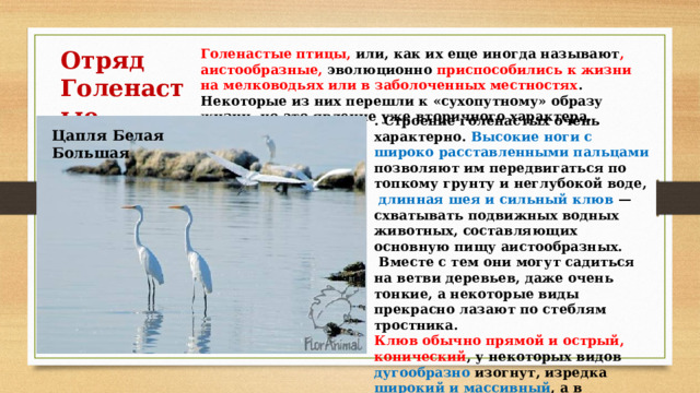 Отряд Голенастые Голенастые птицы, или, как их еще иногда называют , аистообразные, эволюционно приспособились к жизни на мелководьях или в заболоченных местностях . Некоторые из них перешли к «сухопутному» образу жизни, но это явление уже вторичного характера. . Строение голенастых очень характерно. Высокие ноги с широко расставленными пальцами позволяют им передвигаться по топкому грунту и неглубокой воде,  длинная шея и сильный клюв — схватывать подвижных водных животных, составляющих основную пищу аистообразных.  Вместе с тем они могут садиться на ветви деревьев, даже очень тонкие, а некоторые виды прекрасно лазают по стеблям тростника. Клюв обычно прямой и острый, конический , у некоторых видов дугообразно изогнут, изредка широкий и массивный , а в отдельных случаях может быть расширен на конце. Цапля Белая Большая 