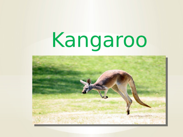 Kangaroo 
