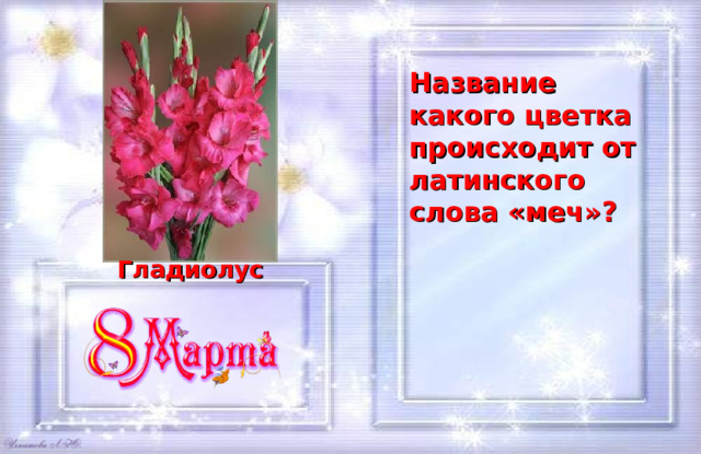 Название какого цветка происходит от латинского слова «меч»? Гладиолус 