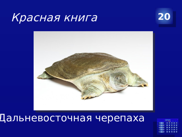 Красная книга 20 Дальневосточная черепаха