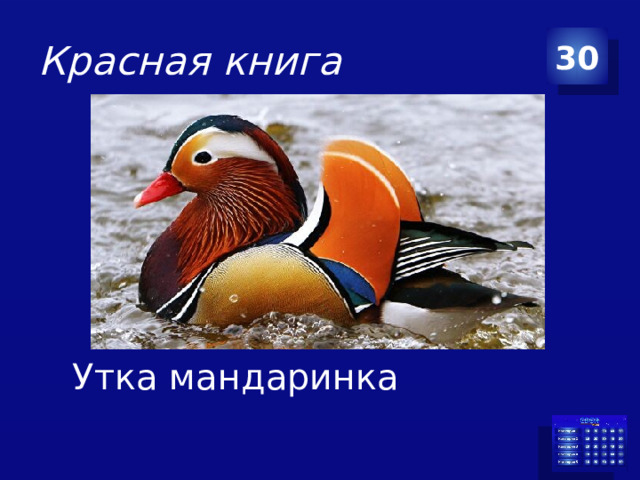 Красная книга 30 Утка мандаринка