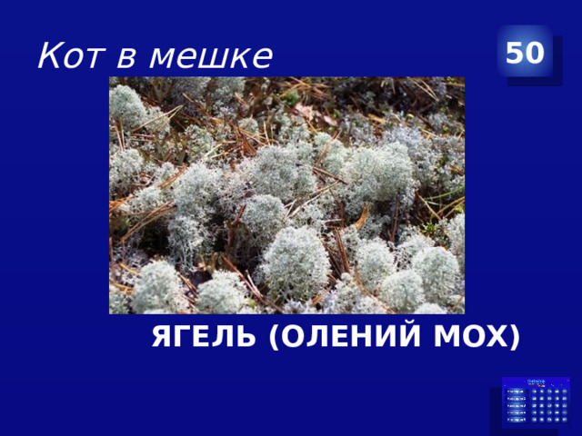 Кот в мешке 50 ЯГЕЛЬ (ОЛЕНИЙ МОХ)