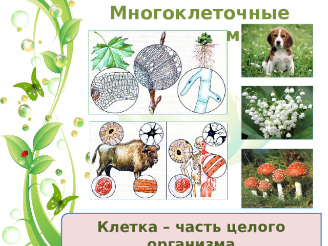 Многоклеточные организмы Клетка – часть целого организма  