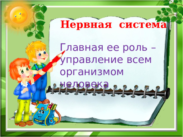Нервная система Главная ее роль – управление всем организмом человека 