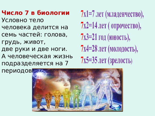Число 7 в биологии Условно тело человека делится на семь частей: голова, грудь, живот, две руки и две ноги. А человеческая жизнь подразделяется на 7 периодов 