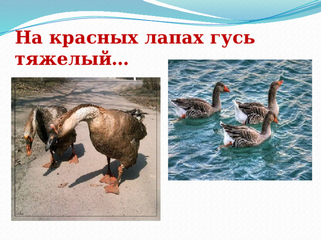 На красных лапах гусь тяжелый… 