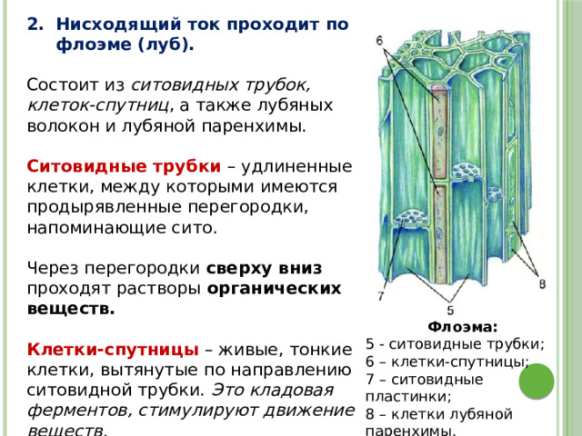 Нисходящий ток проходит по флоэме (луб).  Состоит из ситовидных трубок, клеток-спутниц , а также лубяных волокон и лубяной паренхимы. Ситовидные трубки – удлиненные клетки, между которыми имеются продырявленные перегородки, напоминающие сито.   Через перегородки сверху вниз проходят растворы органических веществ. Клетки-спутницы – живые, тонкие клетки, вытянутые по направлению ситовидной трубки. Это кладовая ферментов, стимулируют движение веществ. Флоэма: 5 - ситовидные трубки; 6 – клетки-спутницы; 7 – ситовидные пластинки; 8 – клетки лубяной паренхимы. 