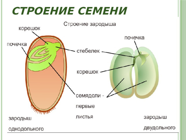 Строение семени 