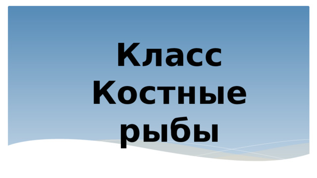 Класс Костные рыбы 