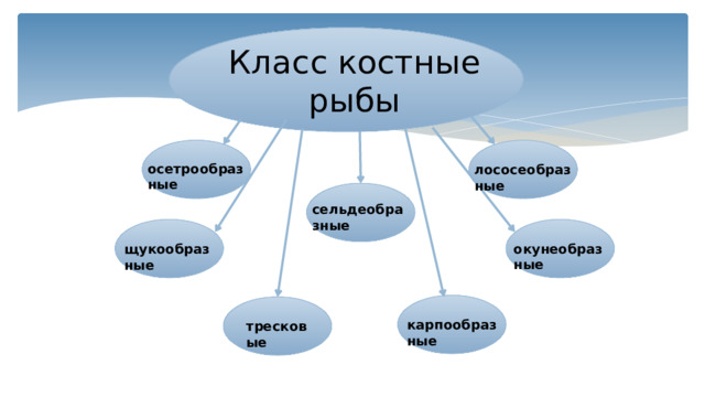 Класс костные рыбы осетрообразные лососеобразные сельдеобразные окунеобразные щукообразные карпообразные тресковые 