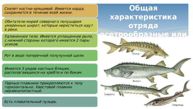 Общая характеристика отряда осетрообразные или костно-хрящевые Скелет костно-хрящевой. Имеется хорда, сохраняется в течение всей жизни. Обитатели морей северного полушария умеренных широт, которые нереститься идут в реки . Удлиненное тело. Имеется уплощенное рыло, с нижней стороны которого имеется 2 пары усиков. Рот в виде поперечной полулунной щели. Имеется 5 рядов костных бляшек, располагающихся на хребте и по бокам. Парные плавники прикрепляются к телу горизонтально. Хвостовой плавник неравнолопастный. Есть плавательный пузырь. 