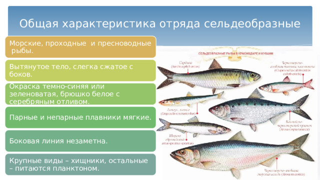 Общая характеристика отряда сельдеобразные Морские, проходные и пресноводные рыбы. Вытянутое тело, слегка сжатое с боков. Окраска темно-синяя или зеленоватая, брюшко белое с серебряным отливом. Парные и непарные плавники мягкие. Боковая линия незаметна. Крупные виды – хищники, остальные – питаются планктоном. 