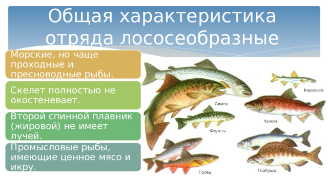 Общая характеристика отряда лососеобразные Морские, но чаще проходные и пресноводные рыбы. Скелет полностью не окостеневает. Второй спинной плавник (жировой) не имеет лучей. Промысловые рыбы, имеющие ценное мясо и икру. 