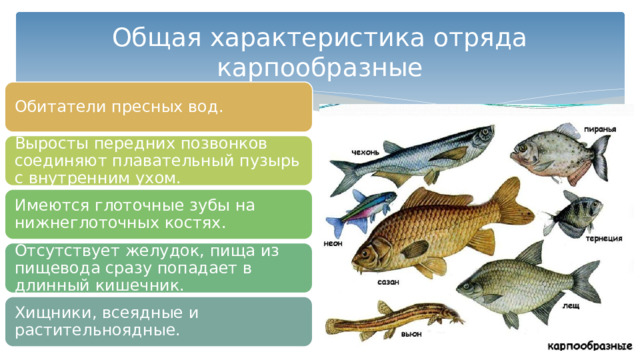 Общая характеристика отряда карпообразные Обитатели пресных вод. Выросты передних позвонков соединяют плавательный пузырь с внутренним ухом. Имеются глоточные зубы на нижнеглоточных костях. Отсутствует желудок, пища из пищевода сразу попадает в длинный кишечник. Хищники, всеядные и растительноядные. 