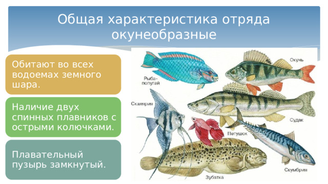 Общая характеристика отряда окунеобразные Обитают во всех водоемах земного шара. Наличие двух спинных плавников с острыми колючками. Плавательный пузырь замкнутый. 