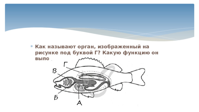 Как называют орган, изображенный на рисунке под буквой Г? Какую функцию он выполняет? 