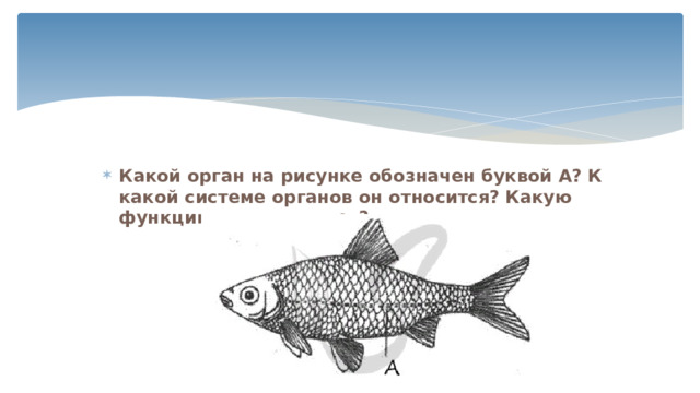 Какой орган на рисунке обозначен буквой А? К какой системе органов он относится? Какую функцию он выполняет?  