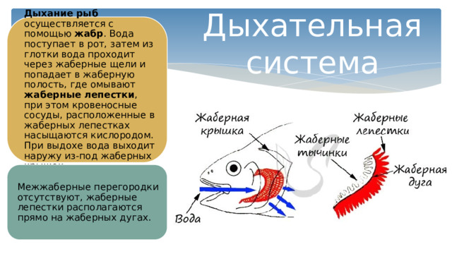 Дыхание рыб осуществляется с помощью жабр . Вода поступает в рот, затем из глотки вода проходит через жаберные щели и попадает в жаберную полость, где омывают жаберные лепестки , при этом кровеносные сосуды, расположенные в жаберных лепестках насыщаются кислородом. При выдохе вода выходит наружу из-под жаберных крышек. Дыхательная система Межжаберные перегородки отсутствуют, жаберные лепестки располагаются прямо на жаберных дугах. 