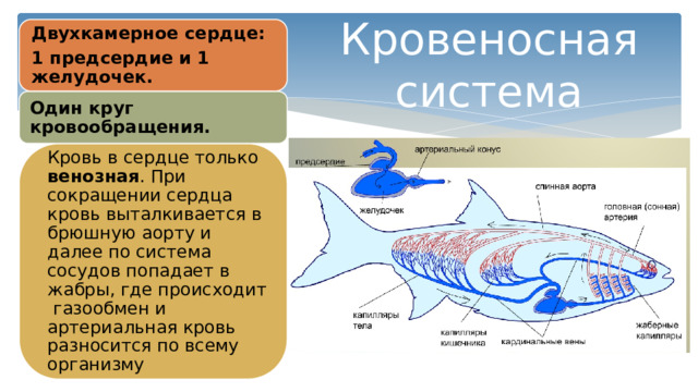 Двухкамерное сердце: 1 предсердие и 1 желудочек. Кровеносная система Один круг кровообращения. Кровь в сердце только венозная . При сокращении сердца кровь выталкивается в брюшную аорту и далее по система сосудов попадает в жабры, где происходит газообмен и артериальная кровь разносится по всему организму 